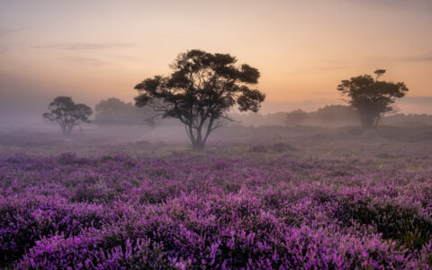 7 x Natuurgebieden waar je wil hardlopen