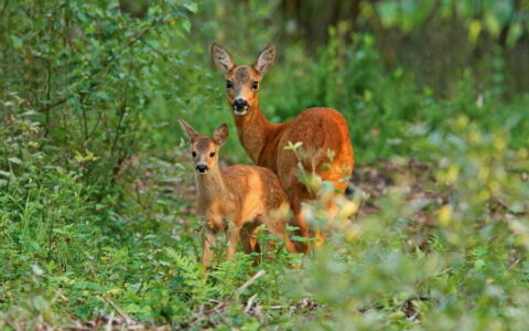 Oproep boswachters: respecteer de kraamkamer van Moeder Natuur