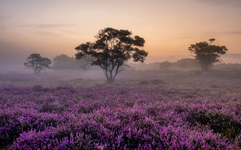Hardlopen natuurgebied