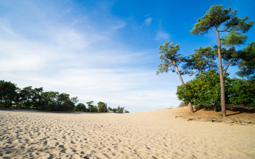 Loonse en Drunense Duinen