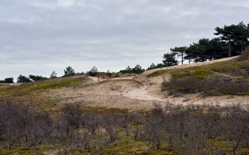 Kennemerduinen