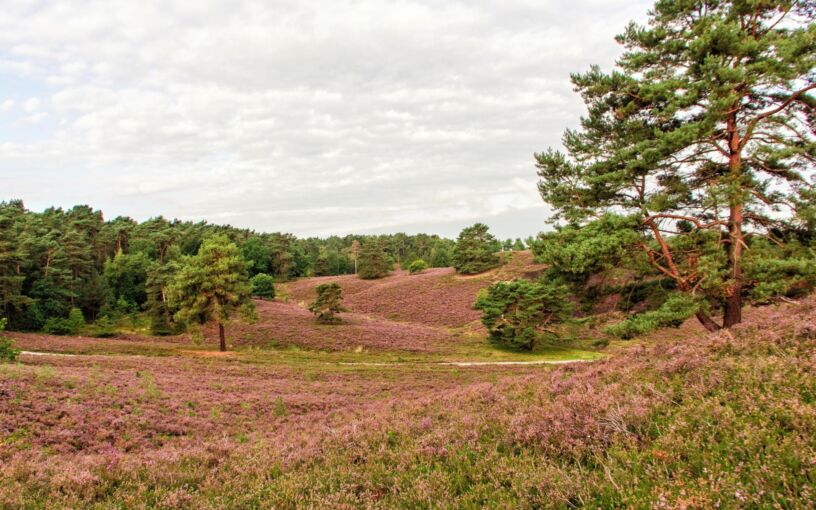 Brunssummerheide