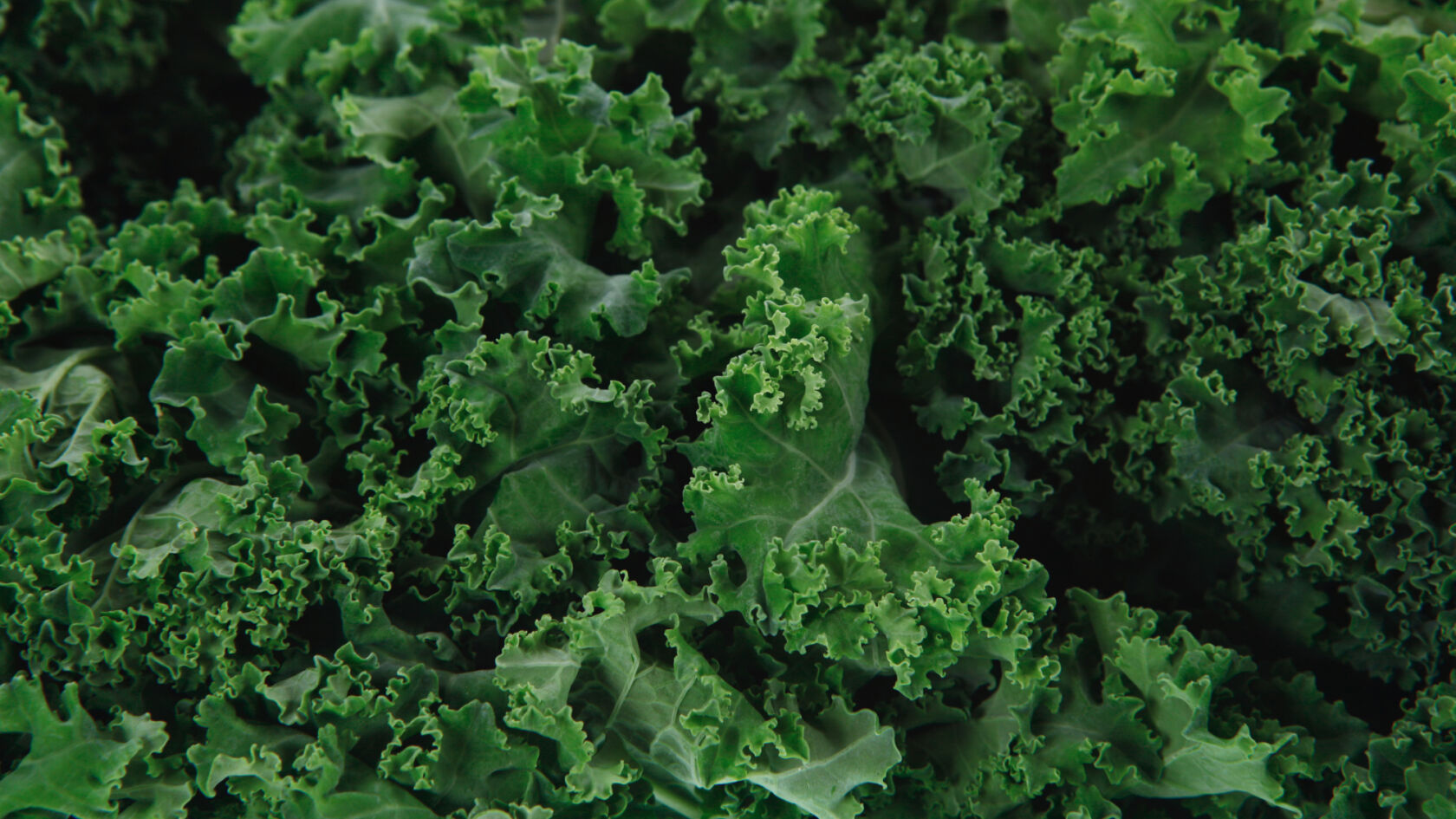 Boerenkool: energieleverancier