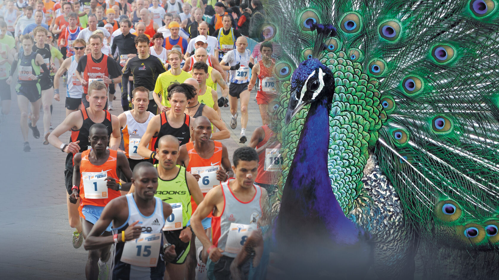 Ermeloop, de Veluwse Summer Run