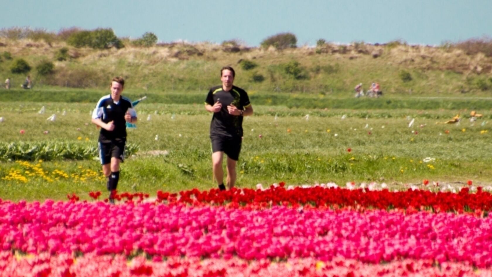 Crossen tussen de tulpenvelden door, een unieke ervaring!