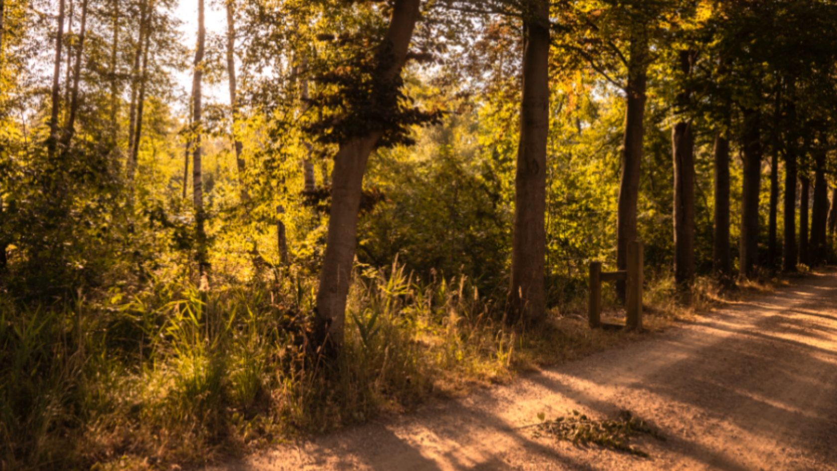 De favoriete hardlooproute van boswachter Hanne Tersmette