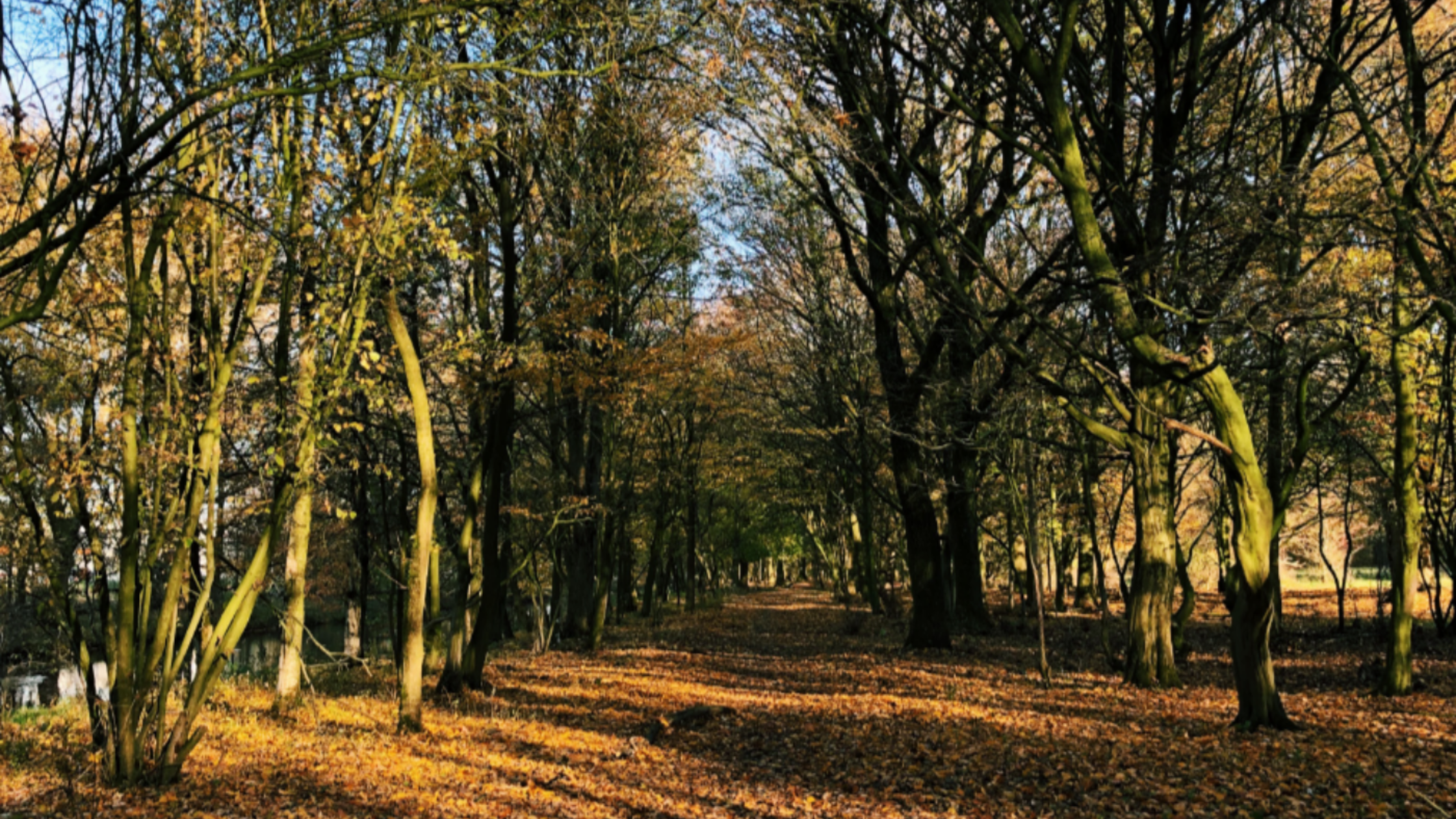 Hardlooproute: Stadspark van Groningen
