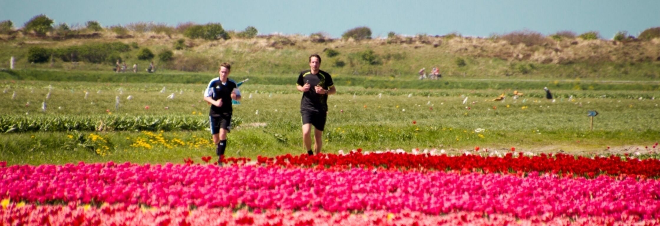 Crossen tussen de tulpenvelden door, een unieke ervaring!