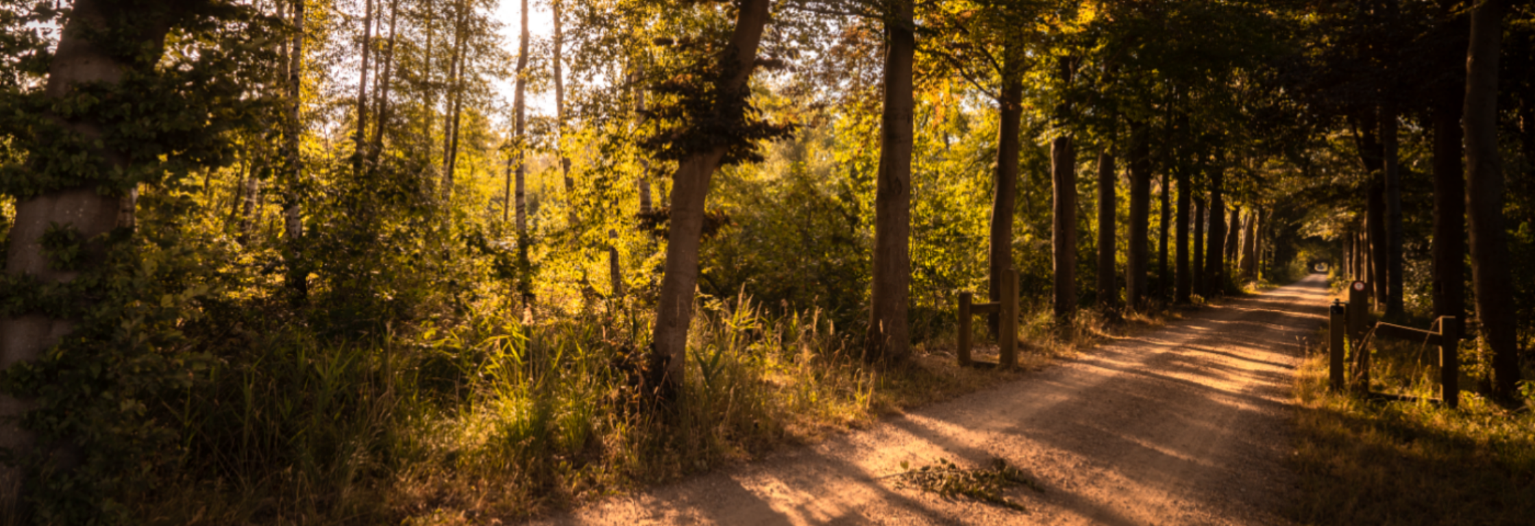 De favoriete hardlooproute van boswachter Hanne Tersmette