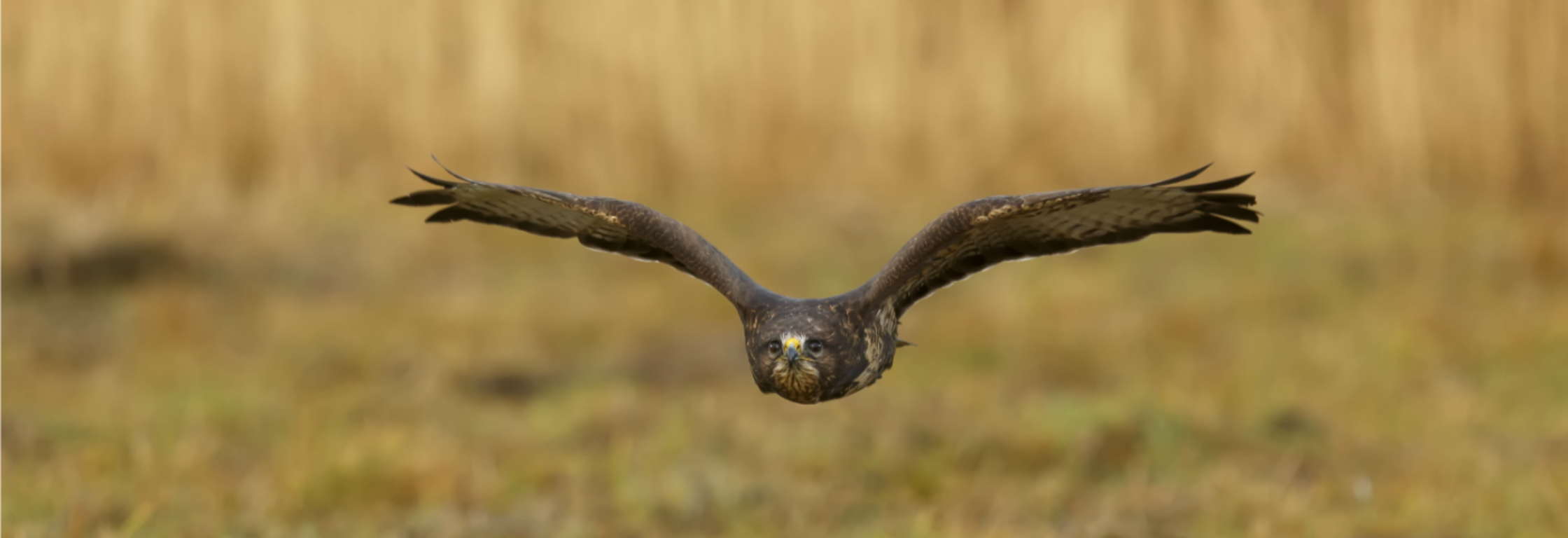 Pas op voor de buizerd