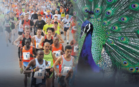 Ermeloop, de Veluwse Summer Run