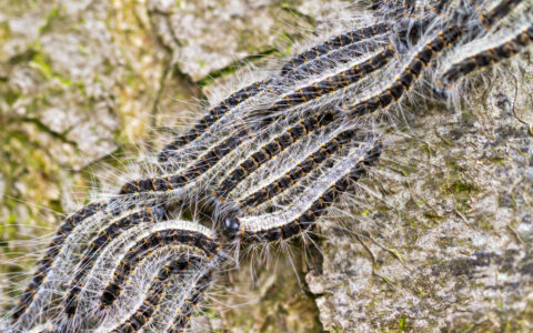 Tips bij klachten van de eikenprocessierups