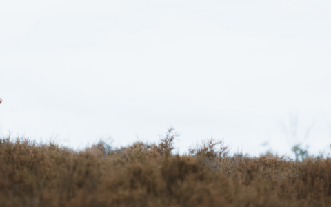 Japke Janneke: ‘Ik vind het najaar een heel fijn seizoen om hard te lopen'