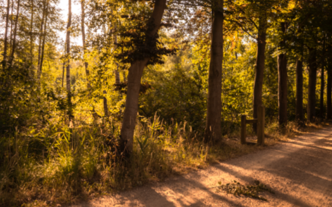 De favoriete hardlooproute van boswachter Hanne Tersmette