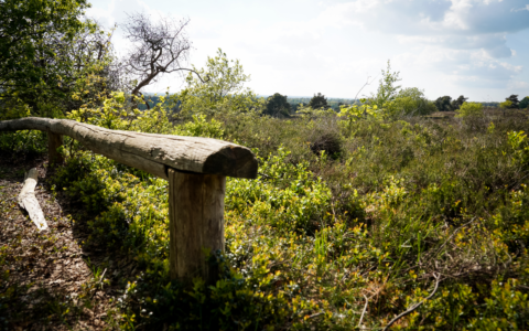 Ga hardlopen in Nationaal Park de Sallandse Heuvelrug