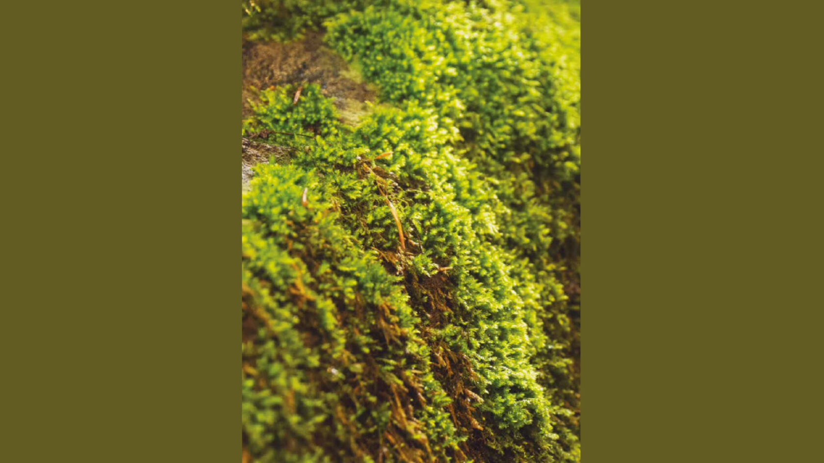 Mos: navigeren voor de verdwaalde loper