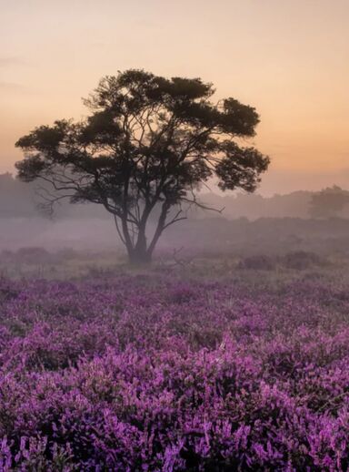 Hardlopen in de natuur: goede boost voor je mentale gezondheid