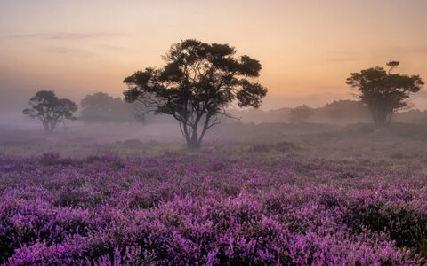 Hardlopen in de natuur: goede boost voor je mentale gezondheid