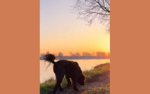 De hond