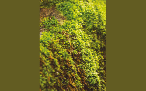 Mos: navigeren voor de verdwaalde loper