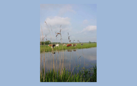 Polder