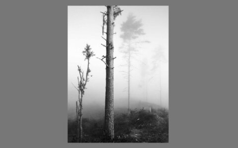 Waar eens het bos was...